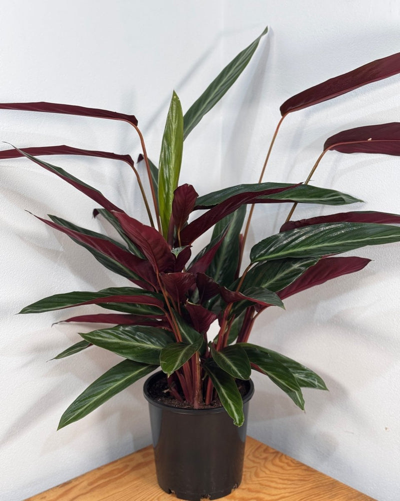 Stromanthe sanguinea - Plant Daddy