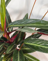 Stromanthe sanguinea - Plant Daddy