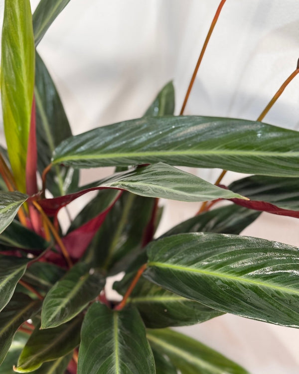 Stromanthe sanguinea - Plant Daddy