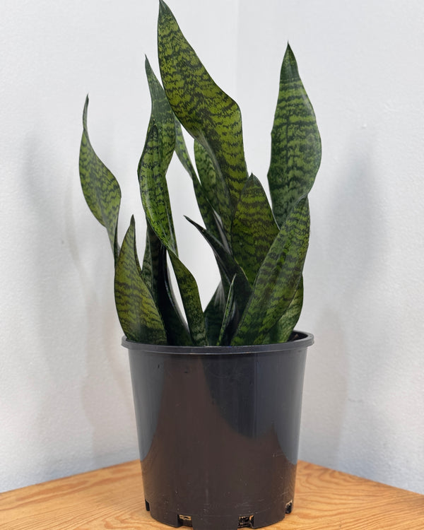 Sansevieria trifasciata ‘Robusta’ - Plant Daddy