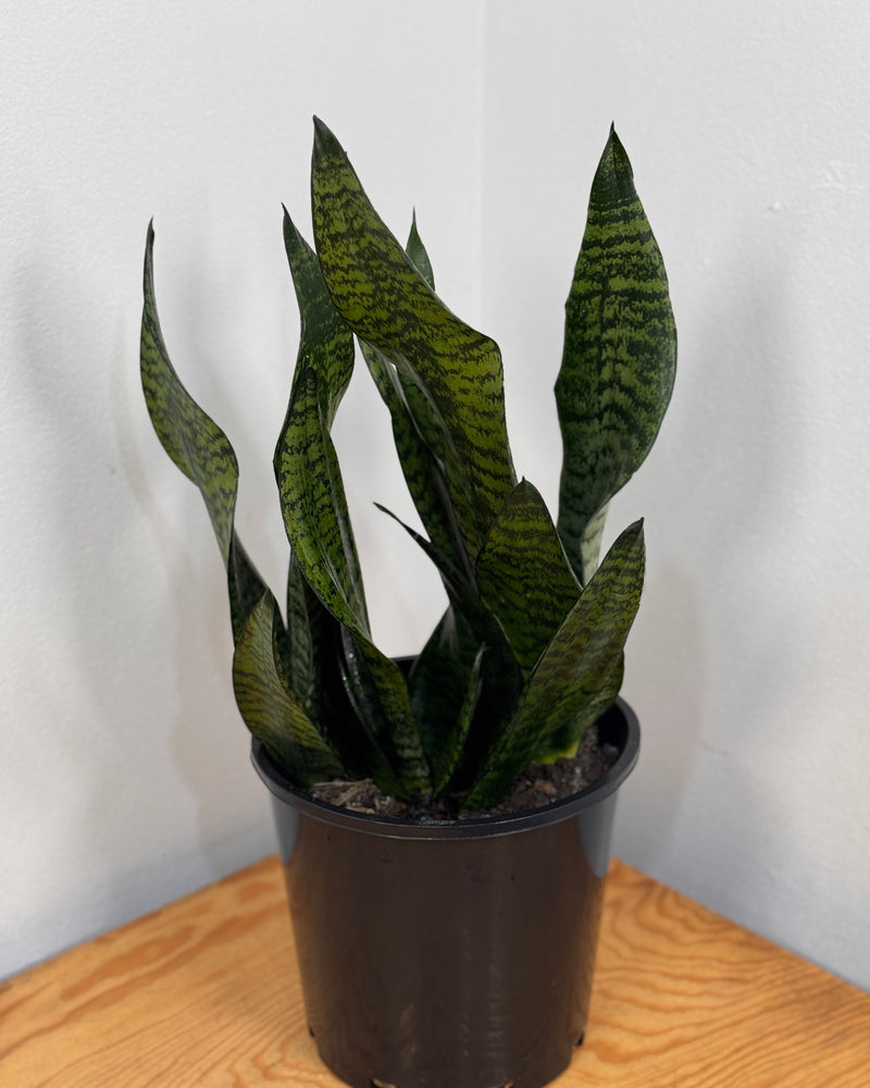 Sansevieria trifasciata ‘Robusta’ - Plant Daddy