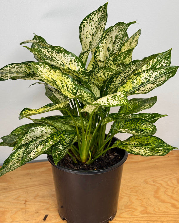 Aglaonema ‘Snow White’ - Plant Daddy