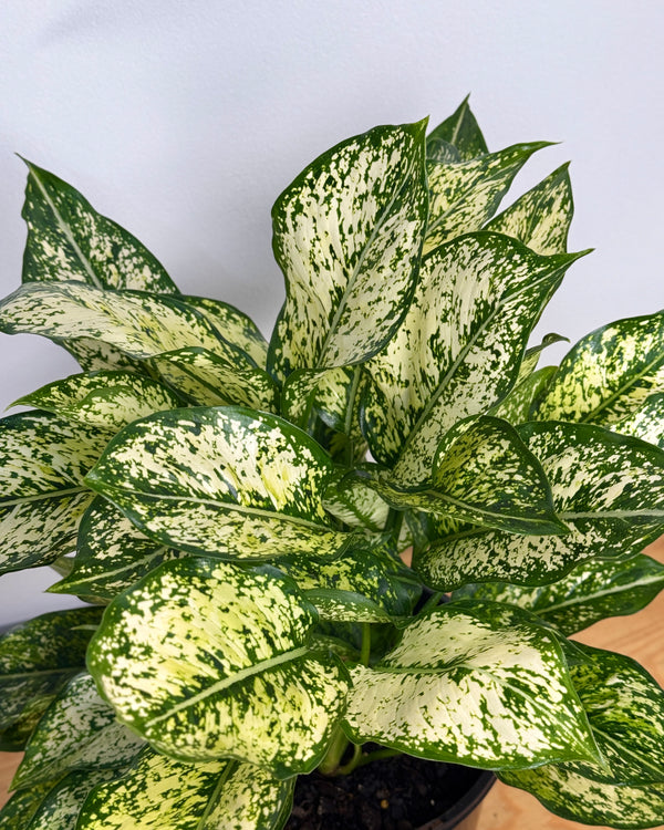 Aglaonema ‘Snow White’ - Plant Daddy