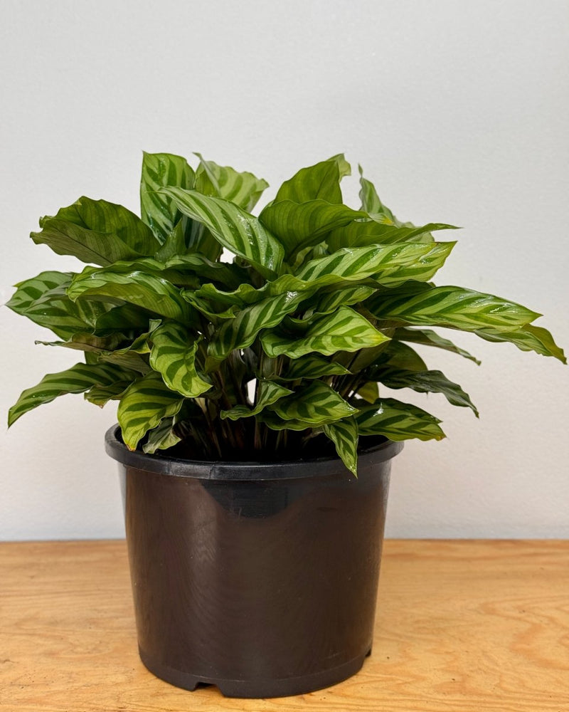 Calathea louisae ‘Freddy’ - Plant Daddy