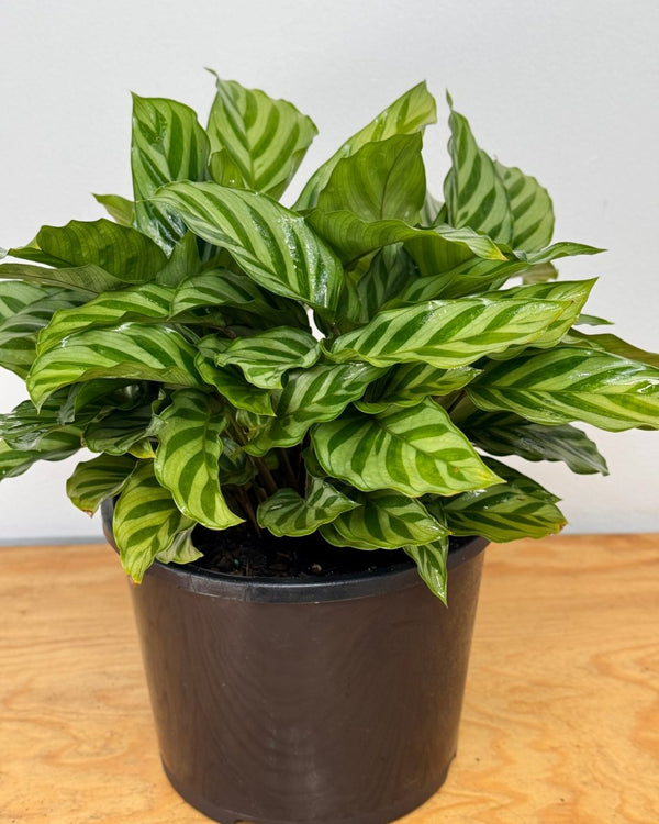 Calathea louisae ‘Freddy’ - Plant Daddy