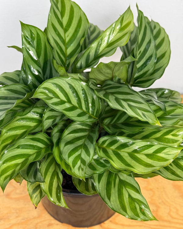 Calathea louisae ‘Freddy’ - Plant Daddy