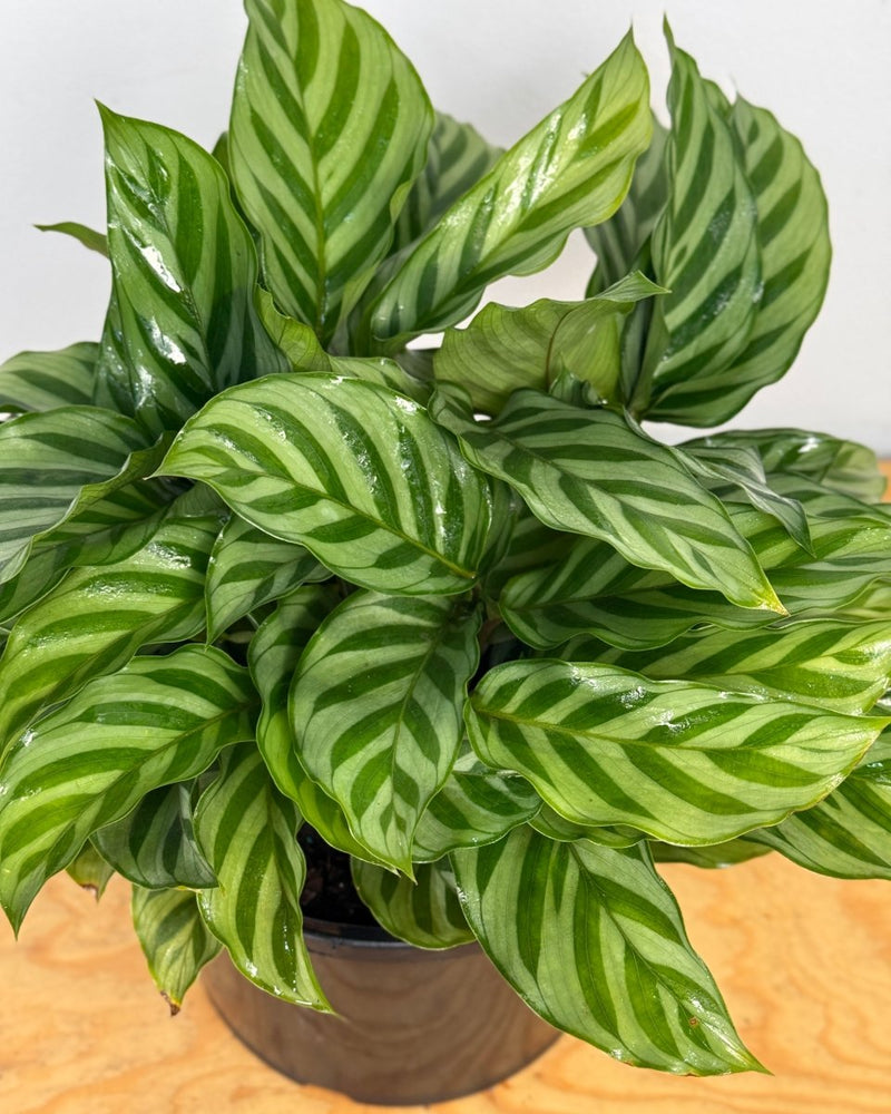 Calathea louisae ‘Freddy’ - Plant Daddy