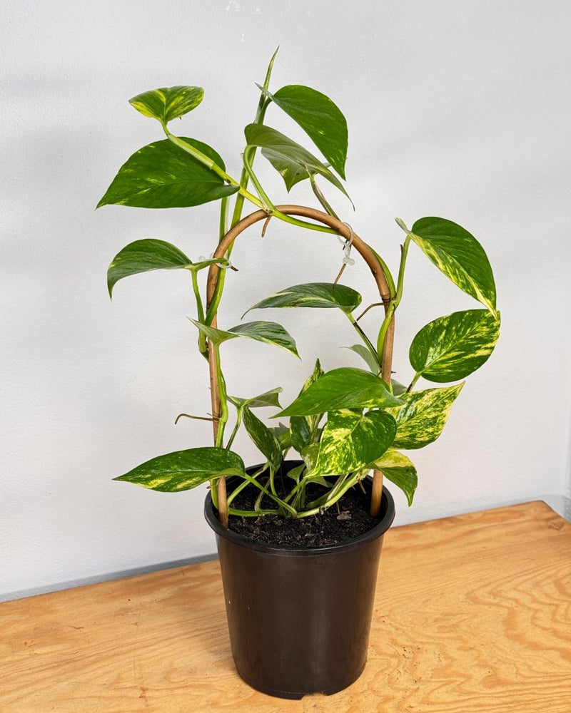 indoor devil's ivy golden pothos tall Epipremnum aureum (Devils Ivy/Golden Pothos)