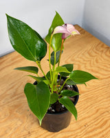 Anthurium andraeanum (Flamingo flower) - Plant Daddy