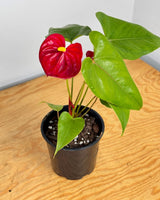 Anthurium andraeanum (Flamingo flower) - Plant Daddy