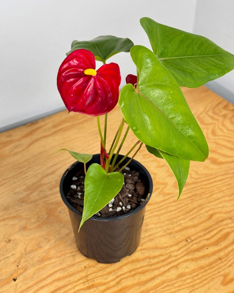 Anthurium andraeanum (Flamingo flower) - Plant Daddy