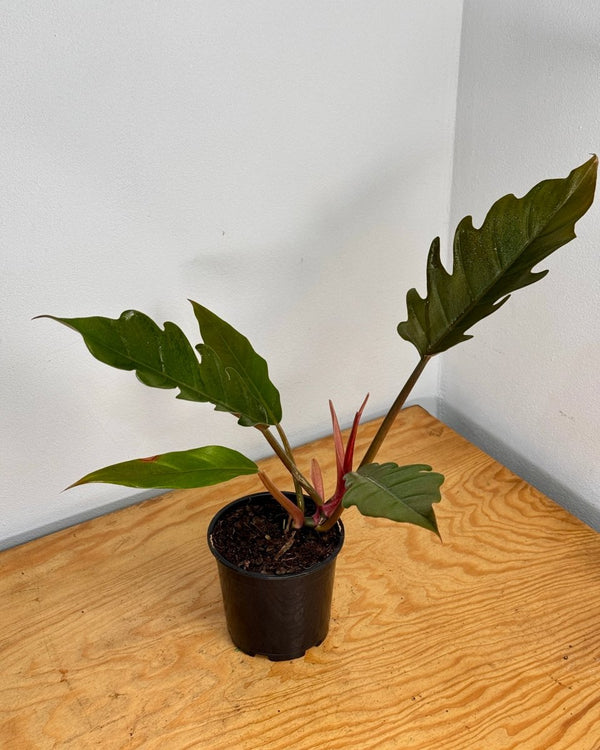 Philodendron 'Pluto' - Plant Daddy
