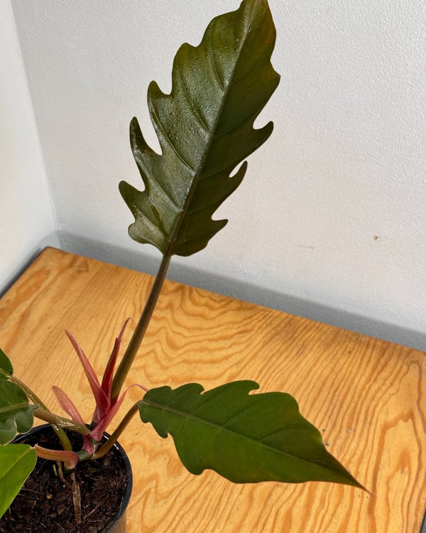 Philodendron 'Pluto' - Plant Daddy