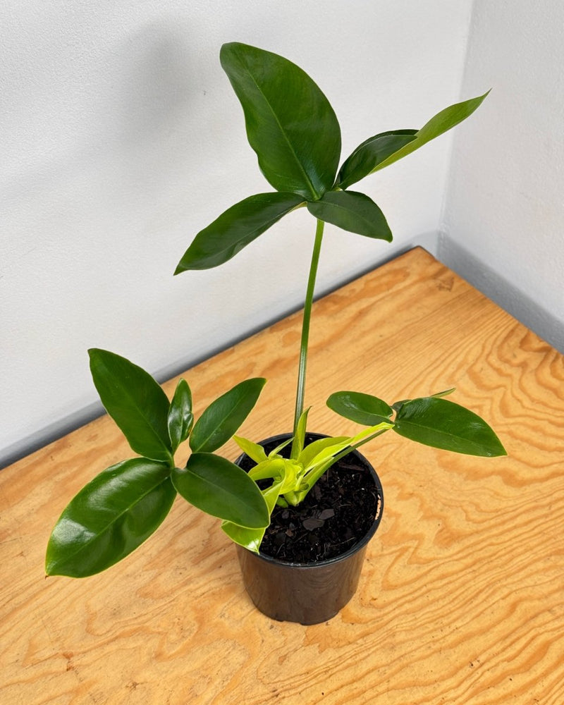 Philodendron goeldii - Plant Daddy