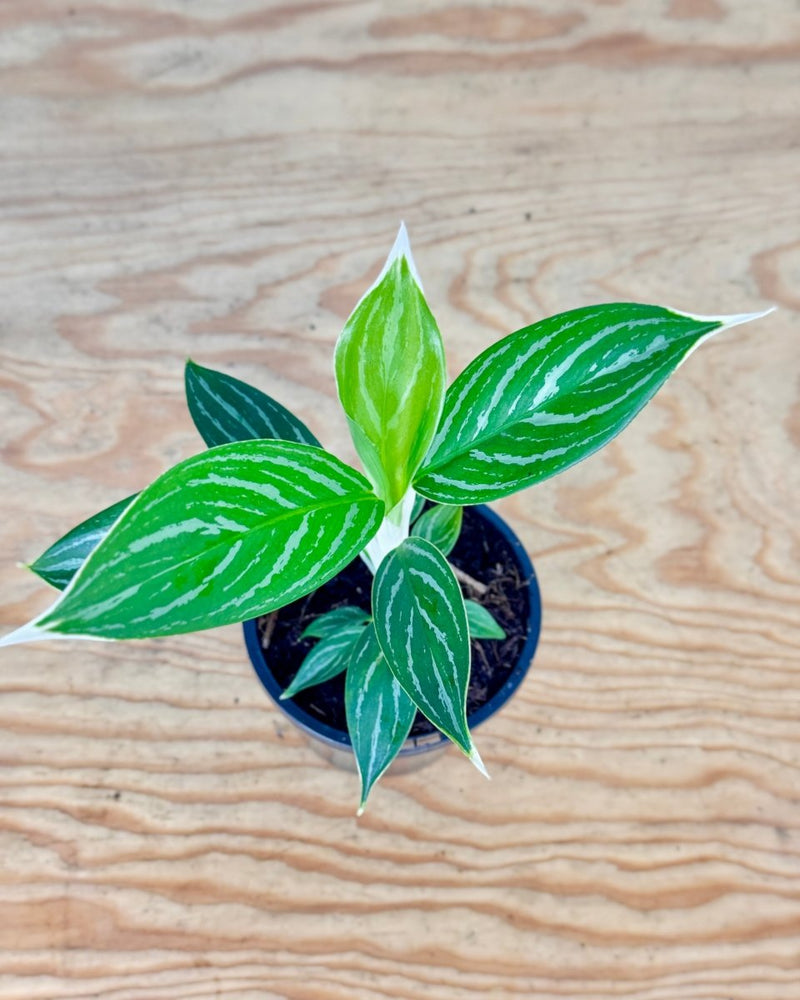 Aglaonema mix - Plant Daddy