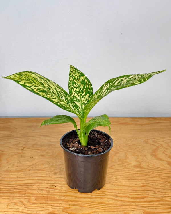 Dieffenbachia ‘White Blizzard' - Plant Daddy