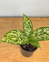 Dieffenbachia ‘White Blizzard' - Plant Daddy