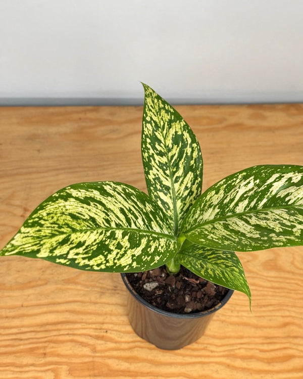 Dieffenbachia ‘White Blizzard' - Plant Daddy