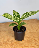 Dieffenbachia ‘White Blizzard' - Plant Daddy