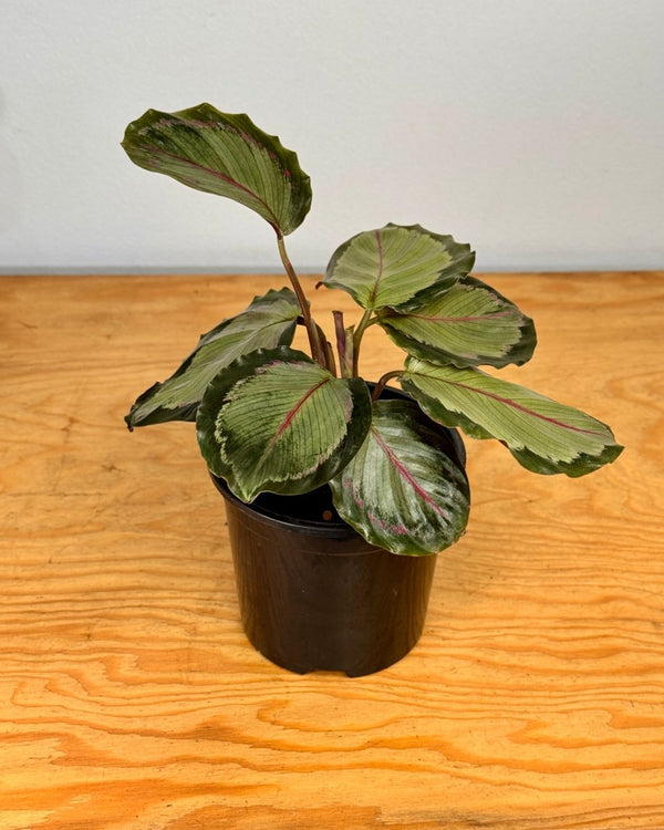 Calathea ‘Northern Lights' - Plant Daddy