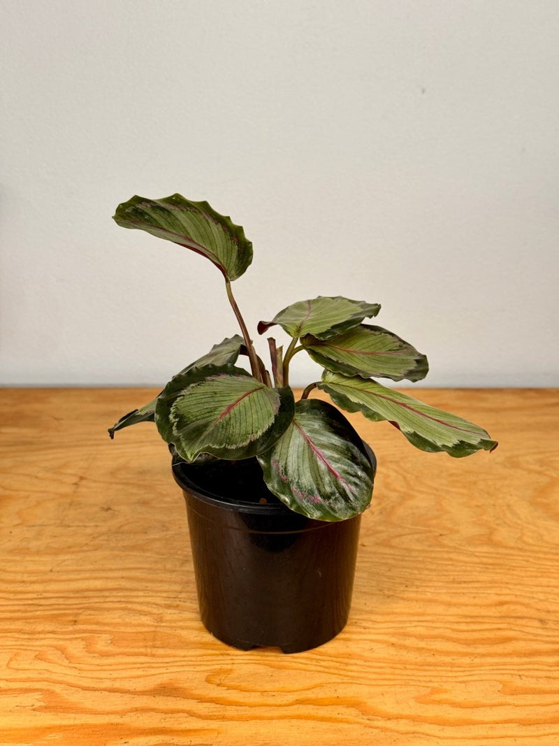 Calathea ‘Northern Lights' - Plant Daddy