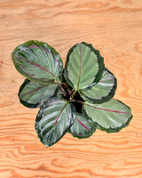 Calathea ‘Northern Lights' - Plant Daddy