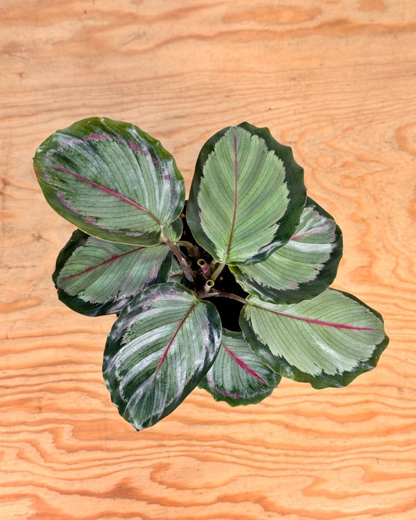 Calathea ‘Northern Lights' - Plant Daddy