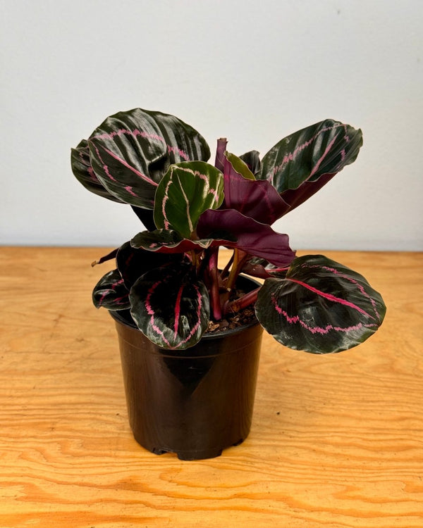 Calathea ‘Dottie' - Plant Daddy