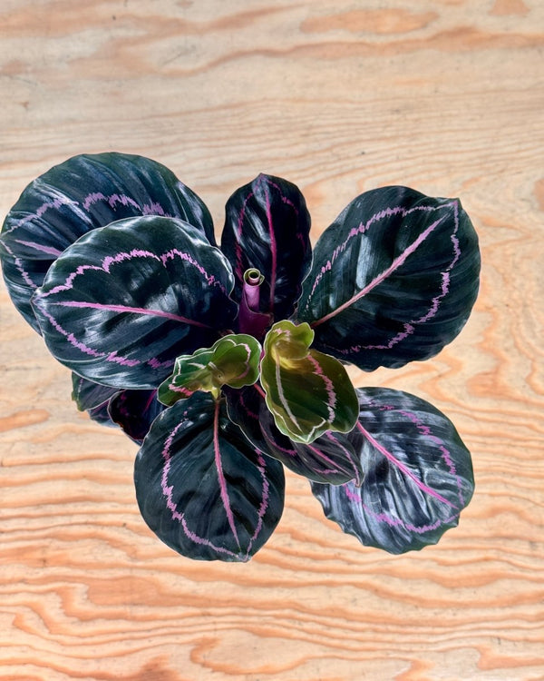 Calathea ‘Dottie' - Plant Daddy