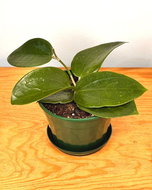 Hoya macrophylla - Plant Daddy