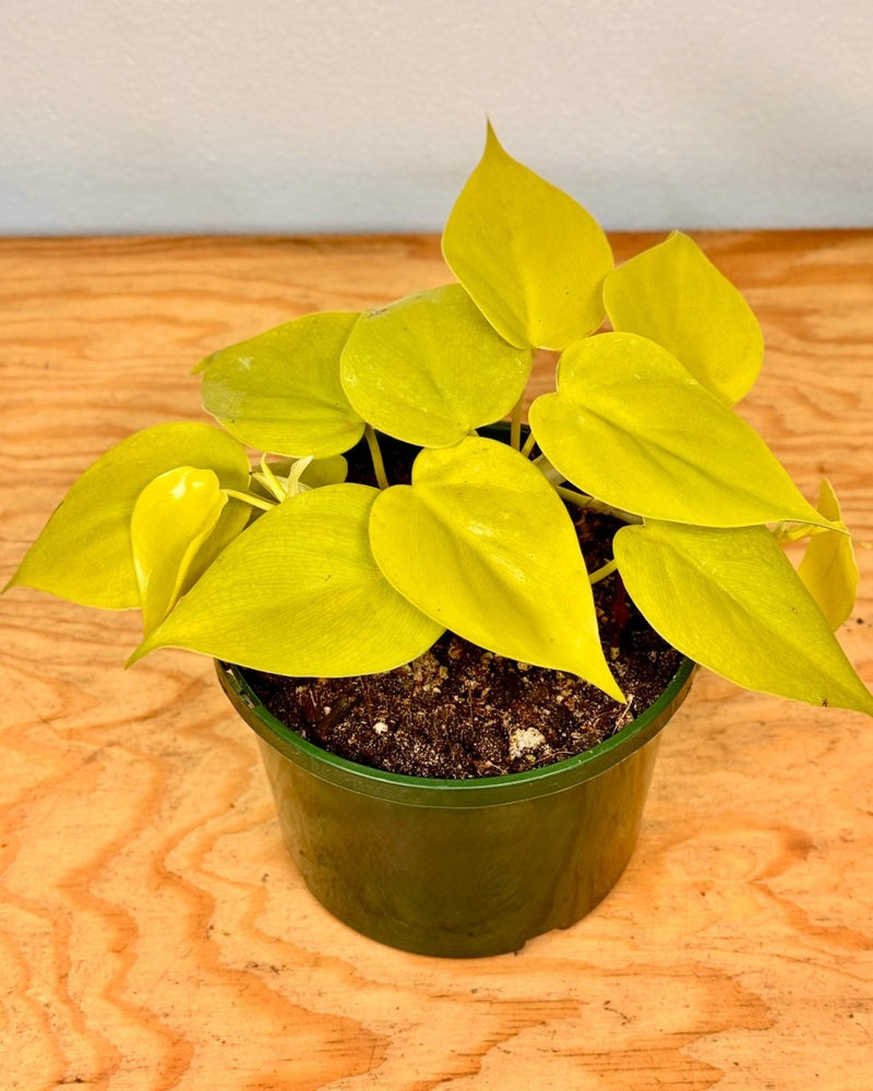 philodendron golden heart Philodendron Cordatum Gold