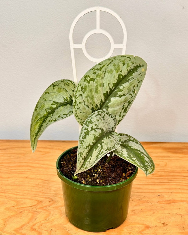 Scindapsus pictus ‘Exotica’ (Satin Pothos) - Plant Daddy