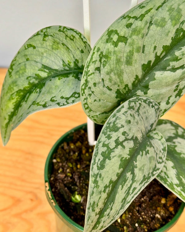 Scindapsus pictus ‘Exotica’ (Satin Pothos) - Plant Daddy