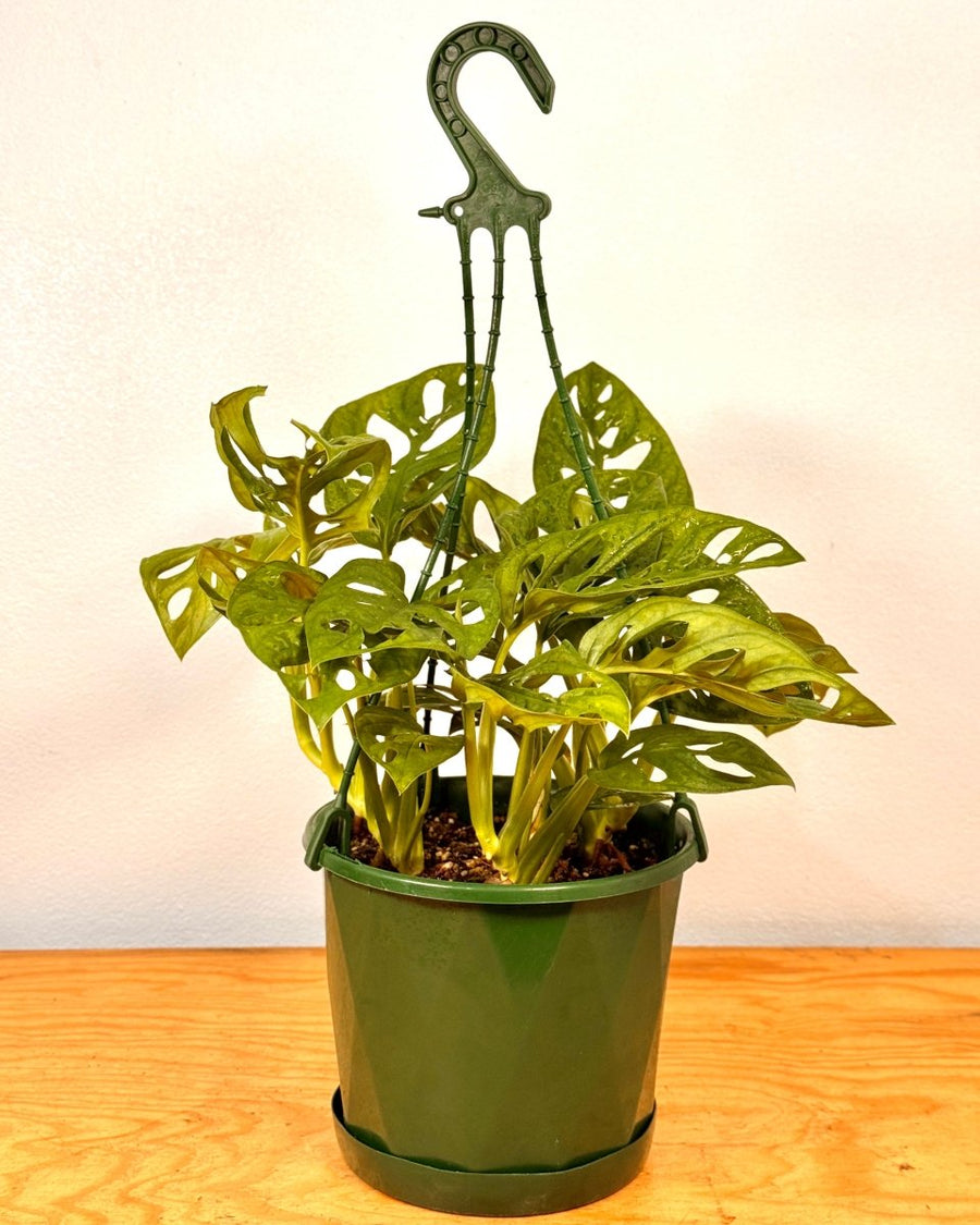 hanging monkey mask plant Monstera adansonii (Monkey Mask)