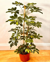 Schefflera arboricola (Dwarf Umbrella Tree) - Plant Daddy