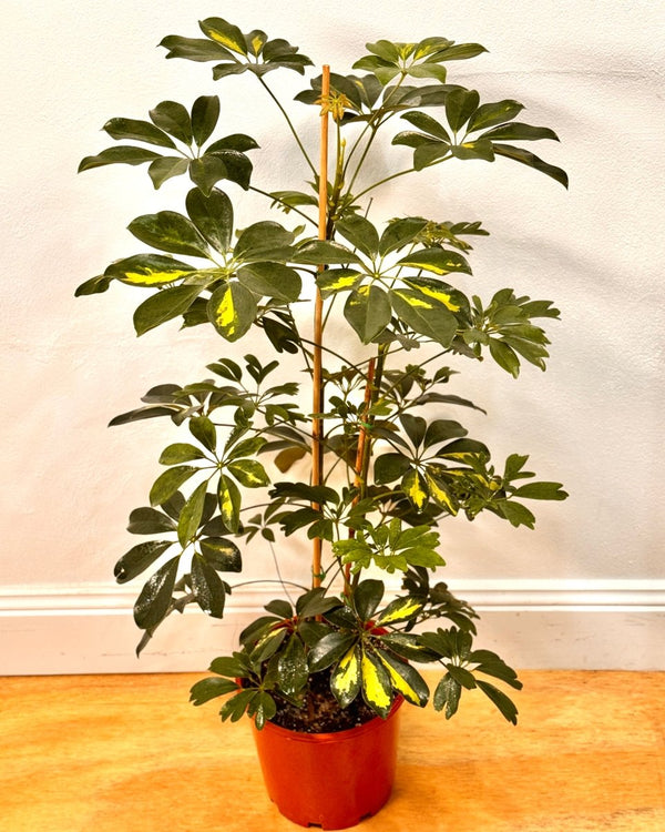 Schefflera arboricola (Dwarf Umbrella Tree) - Plant Daddy