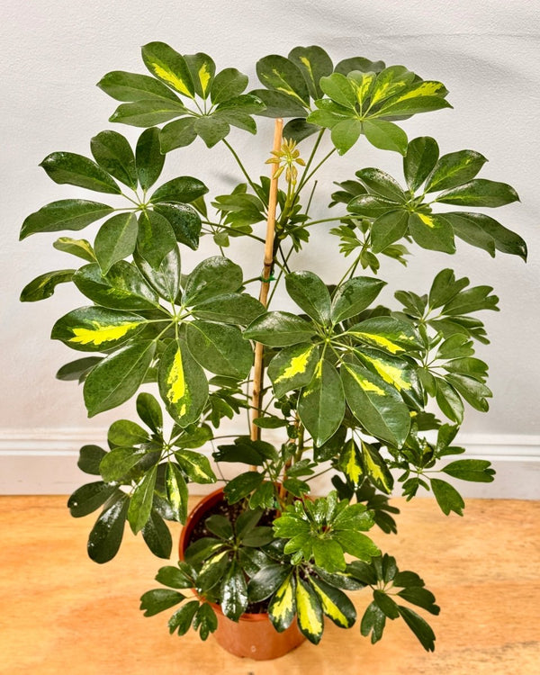 Schefflera arboricola (Dwarf Umbrella Tree) - Plant Daddy