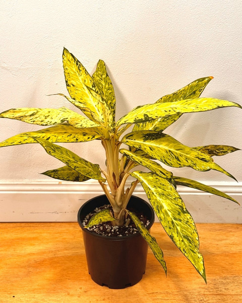 Dieffenbachia 'Star Bright' - Plant Daddy