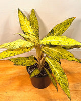 Dieffenbachia 'Star Bright' - Plant Daddy