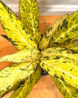 Dieffenbachia 'Star Bright' - Plant Daddy