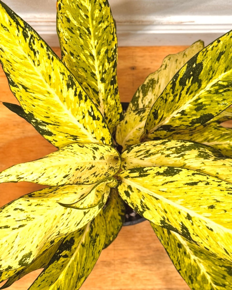 Dieffenbachia 'Star Bright' - Plant Daddy