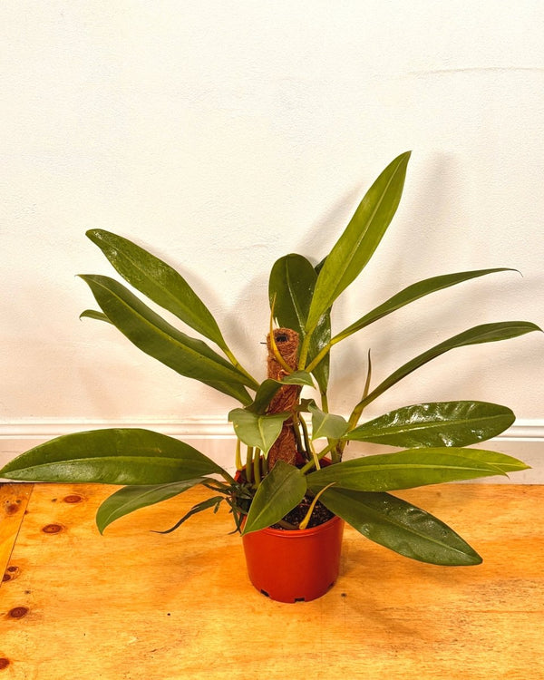 Philodendron crassinervium - Plant Daddy