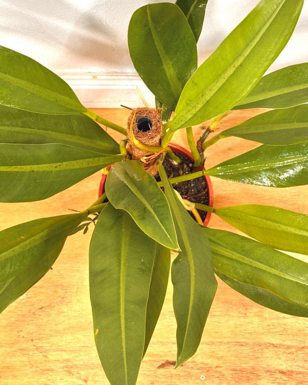 Philodendron crassinervium - Plant Daddy