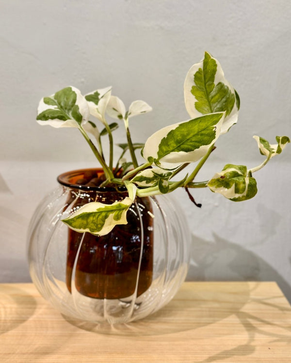 Glass vase with a plant on a wooden surface against a gray wall