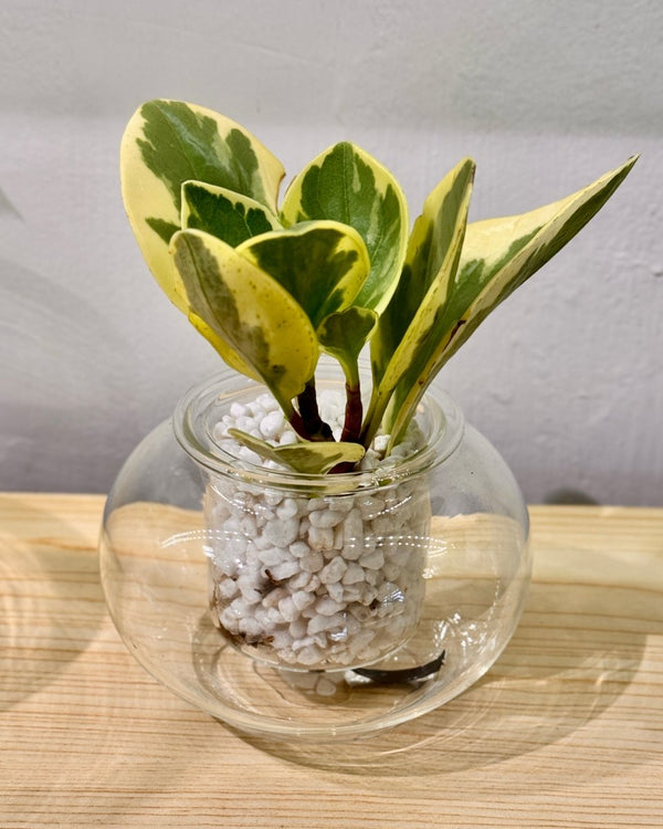 Potted Cup O Flora (Small Clear) - Plant Daddy
