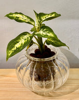 Potted Cup O Flora (Small Ribbed) - Plant Daddy