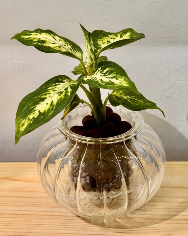 Potted Cup O Flora (Small Ribbed) - Plant Daddy