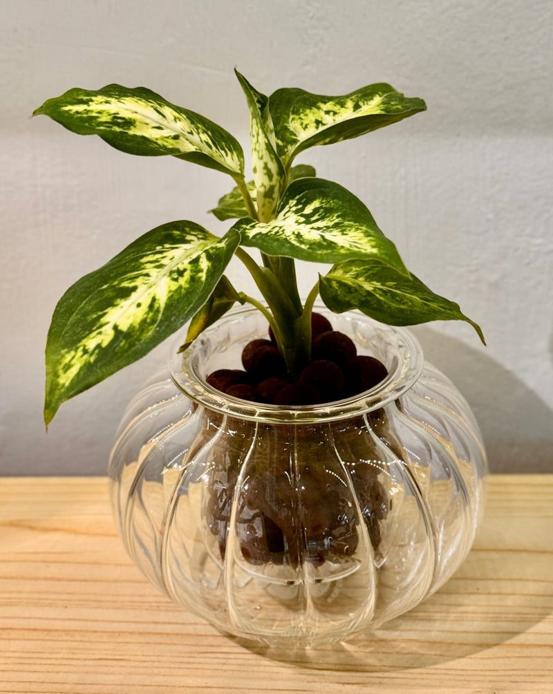 Potted Cup O Flora (Small Ribbed) - Plant Daddy