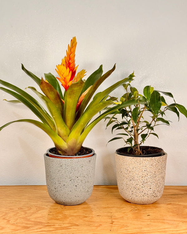 Shoreline Breeze Stone Pot
