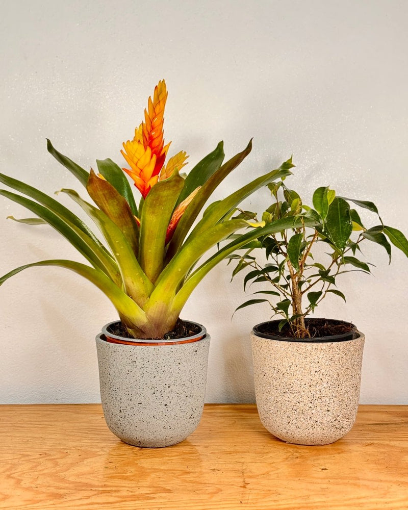 Shoreline Breeze Stone Pot